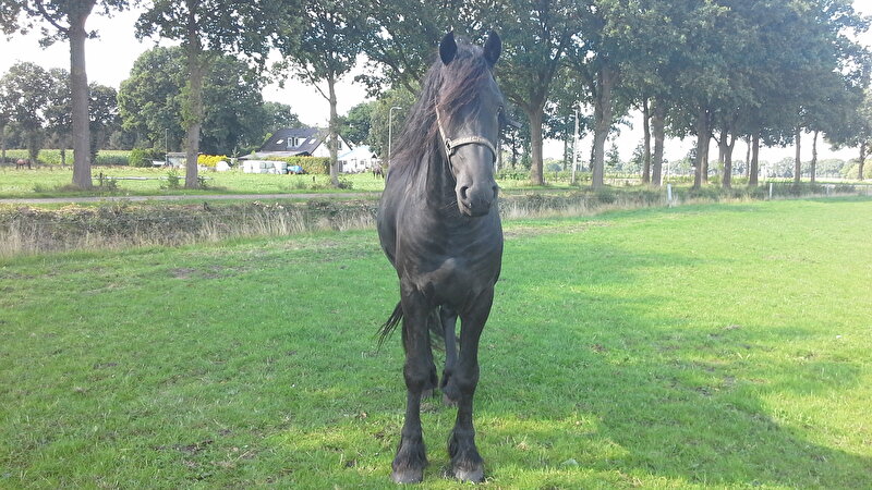 Afbeelding