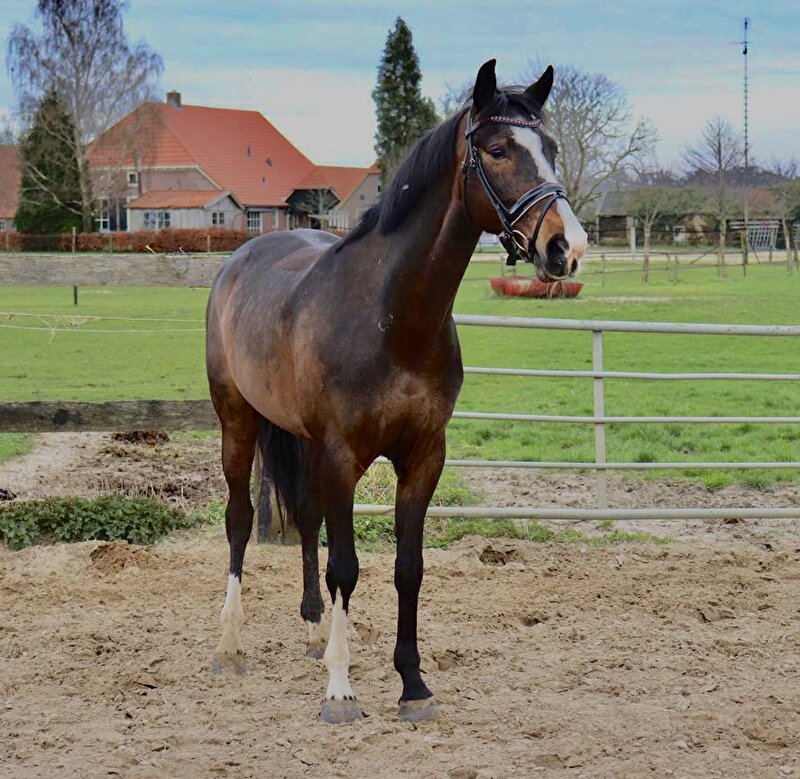 Afbeelding