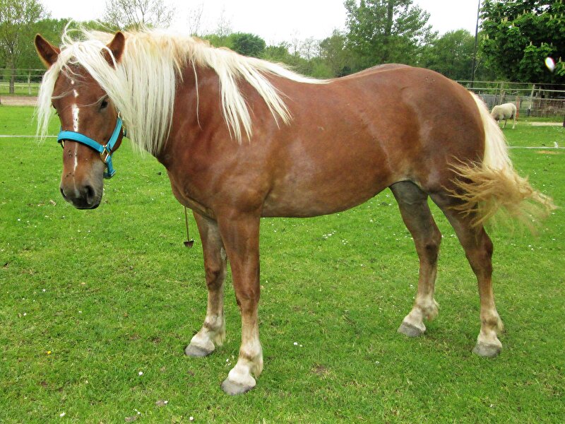 Afbeelding
