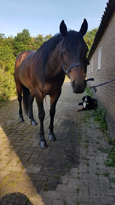 Afbeelding