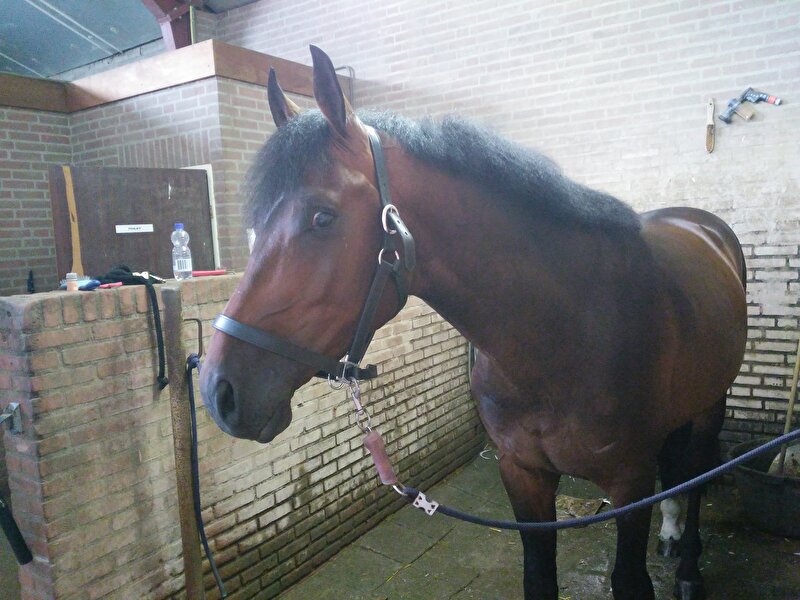 Afbeelding