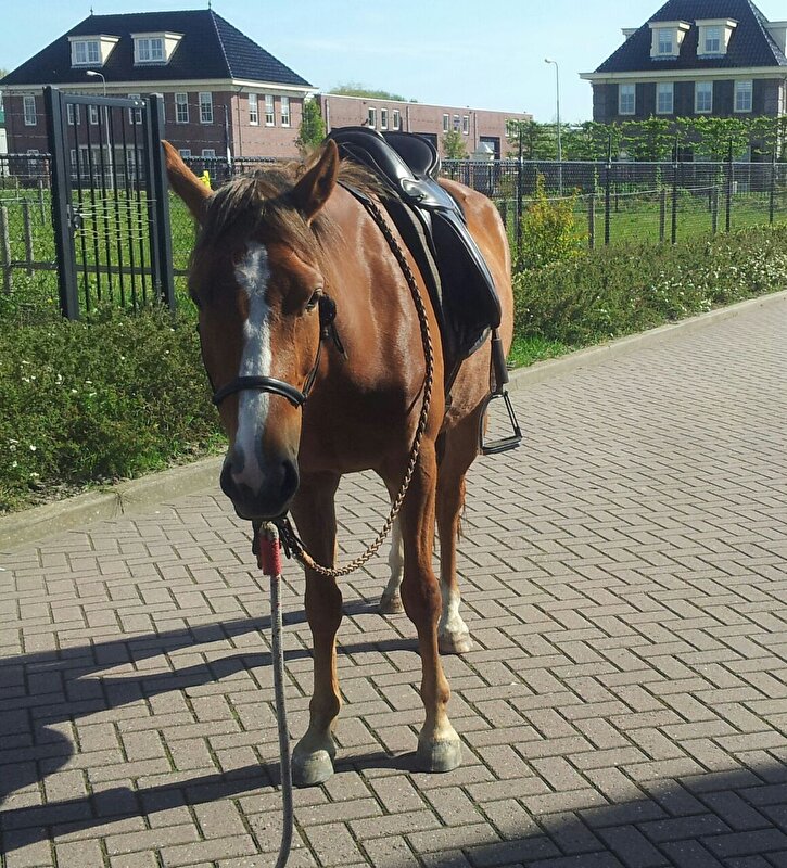 Afbeelding
