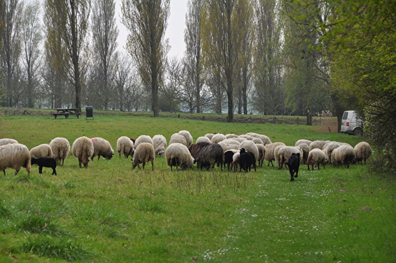Afbeelding