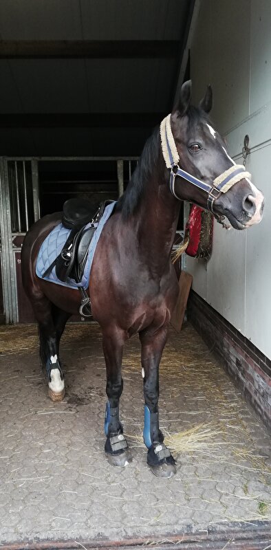 Afbeelding