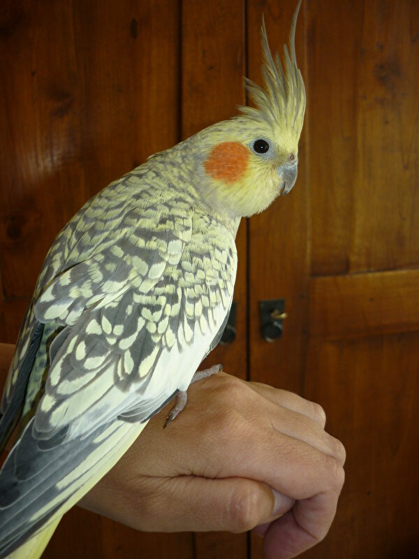 Afbeelding