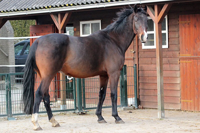 Afbeelding