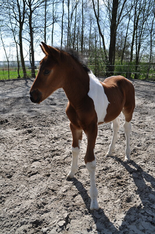 Afbeelding