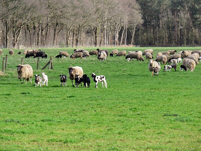 Afbeelding