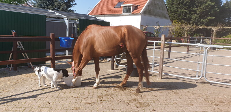 Afbeelding