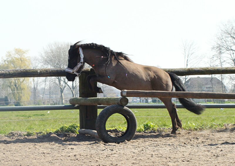 Afbeelding