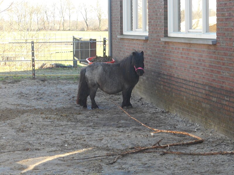 Afbeelding