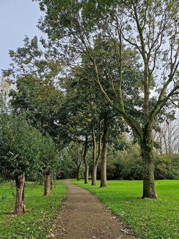 Afbeelding