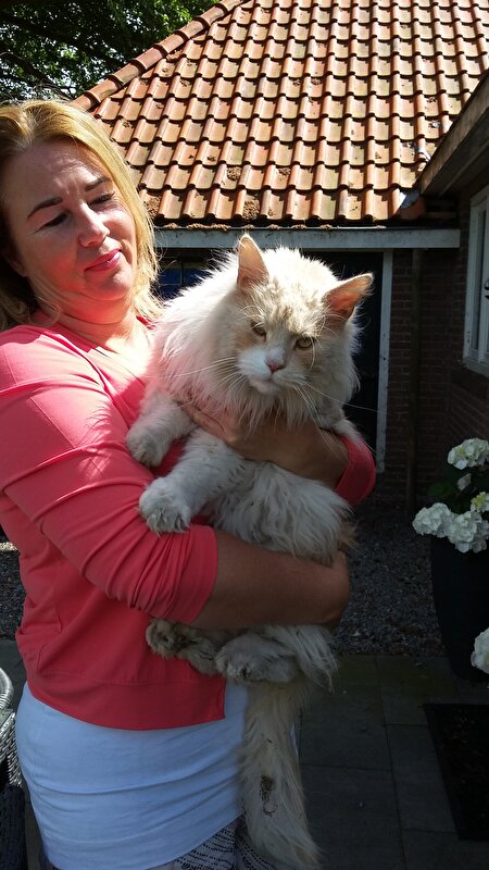 Afbeelding