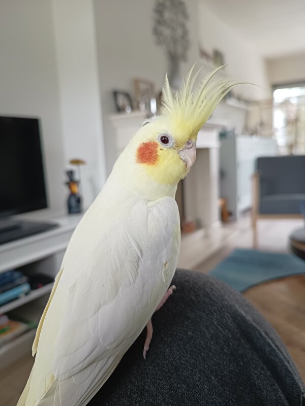 Afbeelding