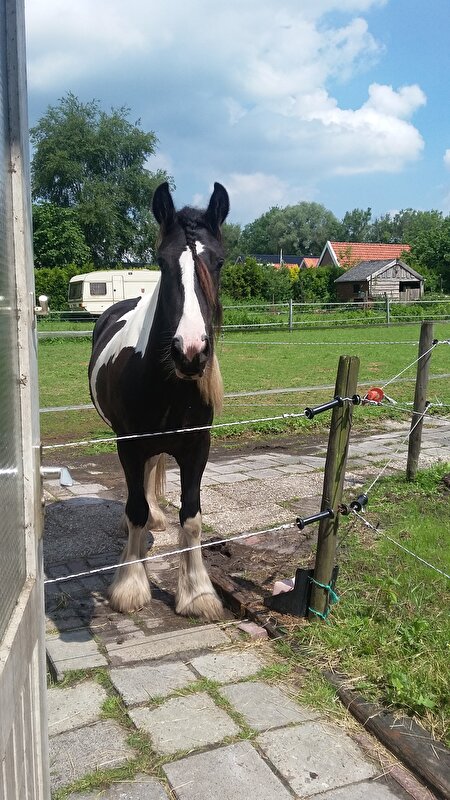 Afbeelding