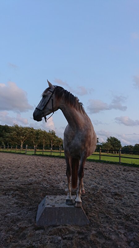Afbeelding