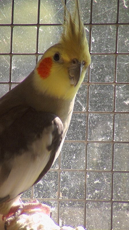 Afbeelding