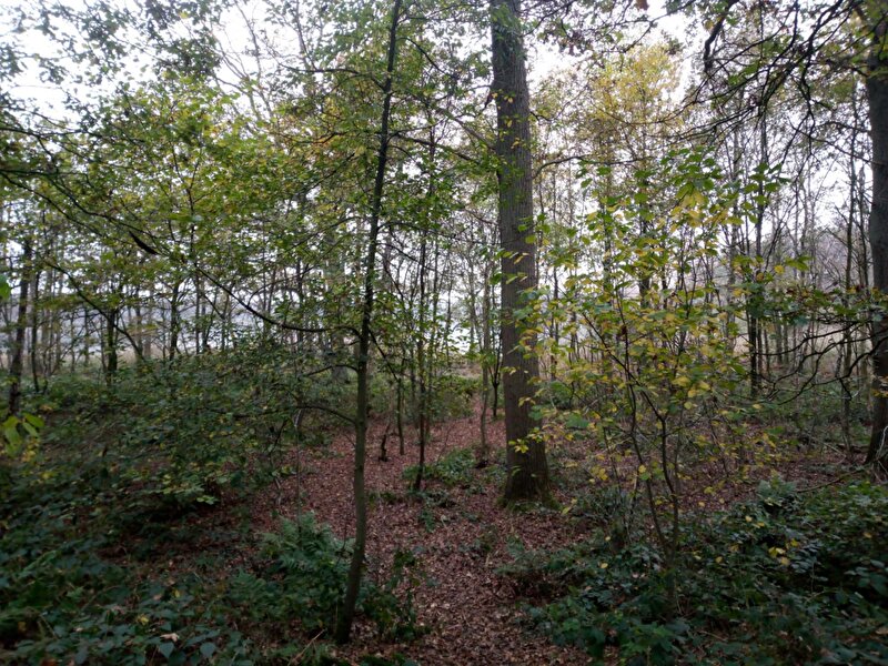 Afbeelding