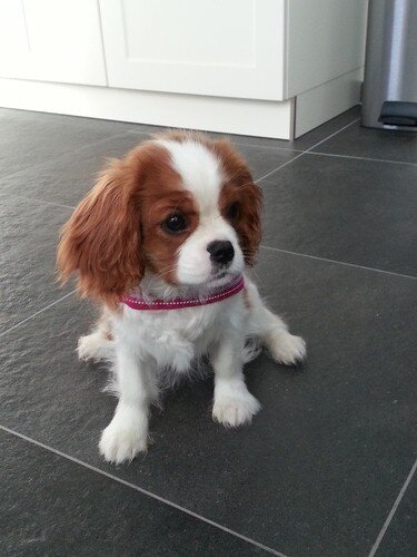 [FOTO]Wat voor klein hondje heb jij? • Bokt.nl