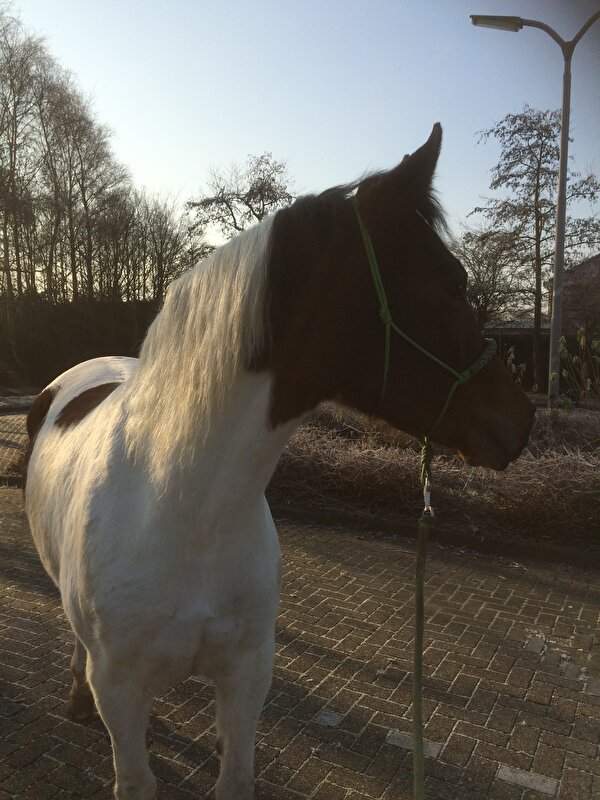 Afbeelding