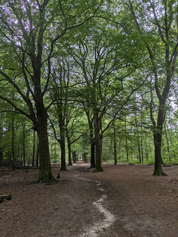 Afbeelding