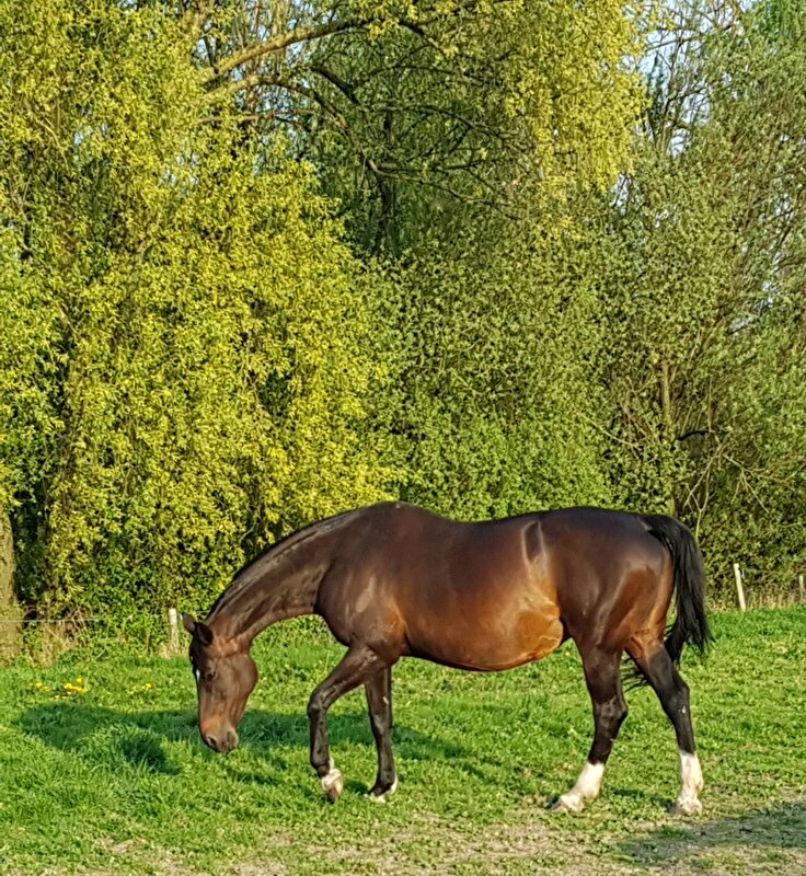Afbeelding