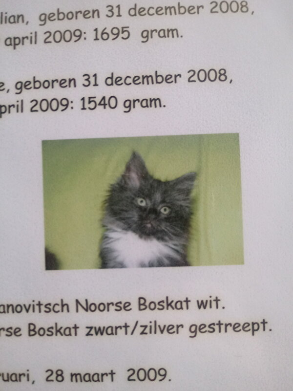 Afbeelding