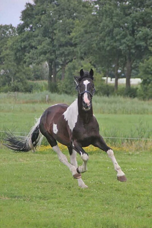 Afbeelding
