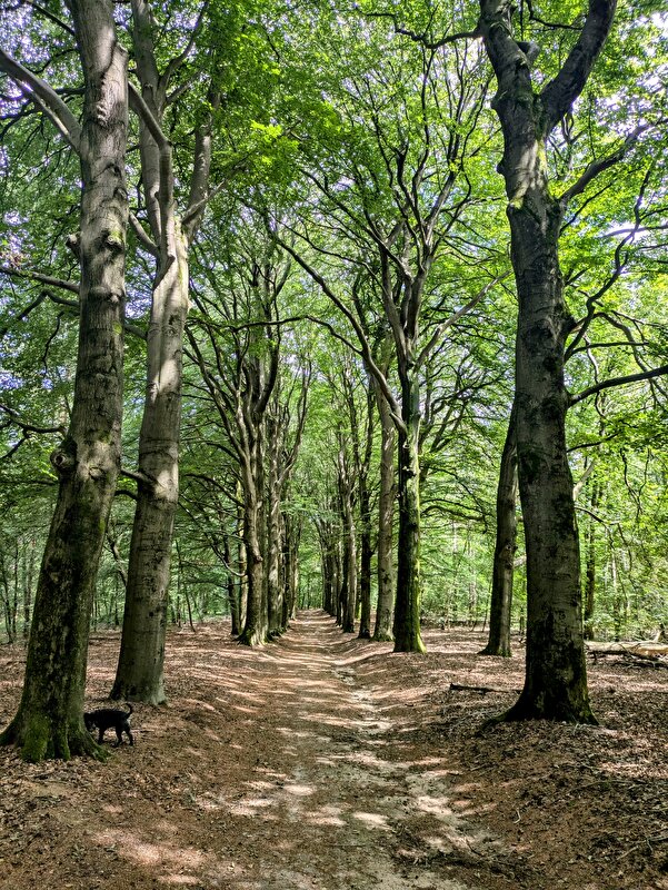 Afbeelding