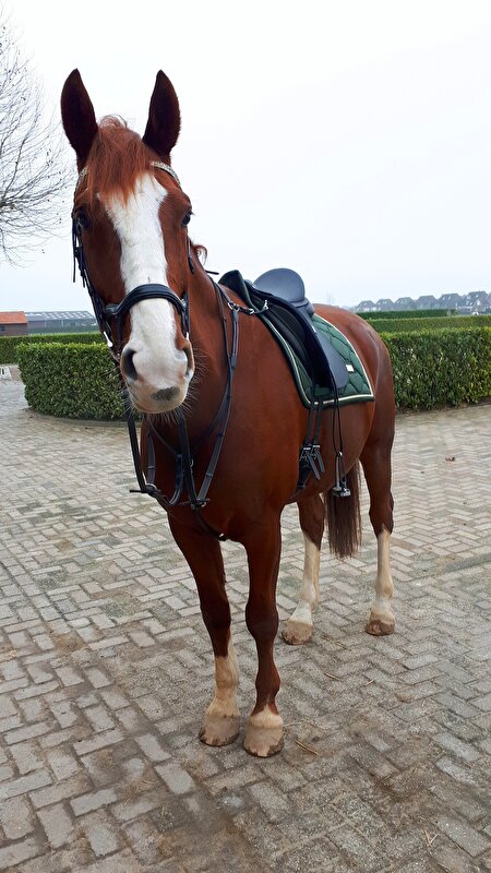 Afbeelding