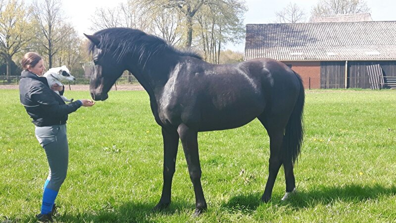 Afbeelding