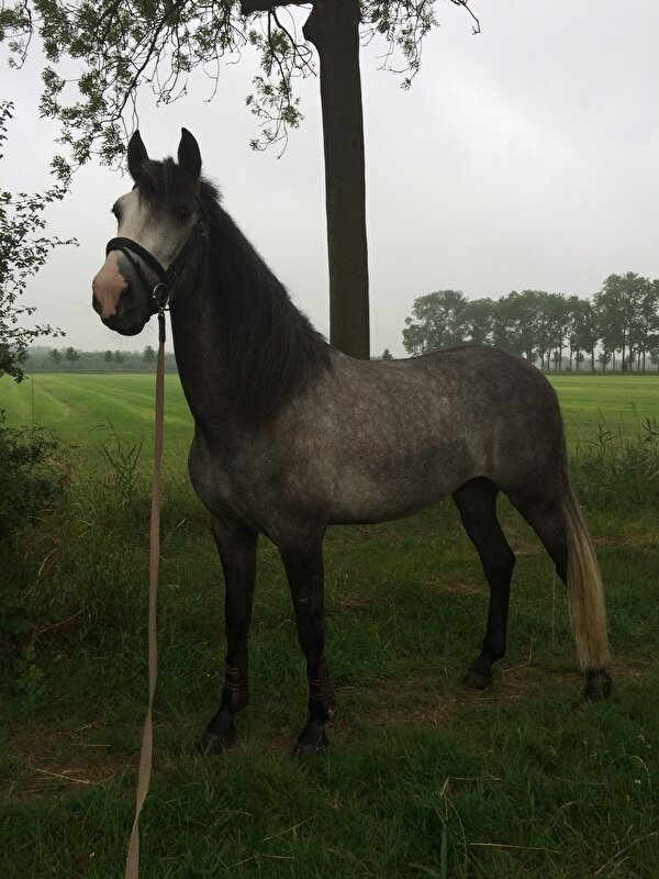 Afbeelding