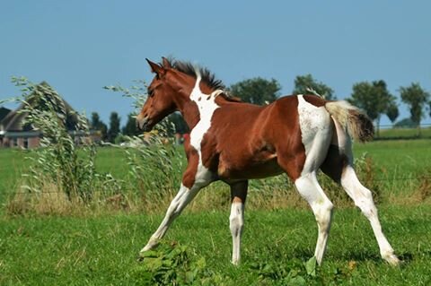 Afbeelding