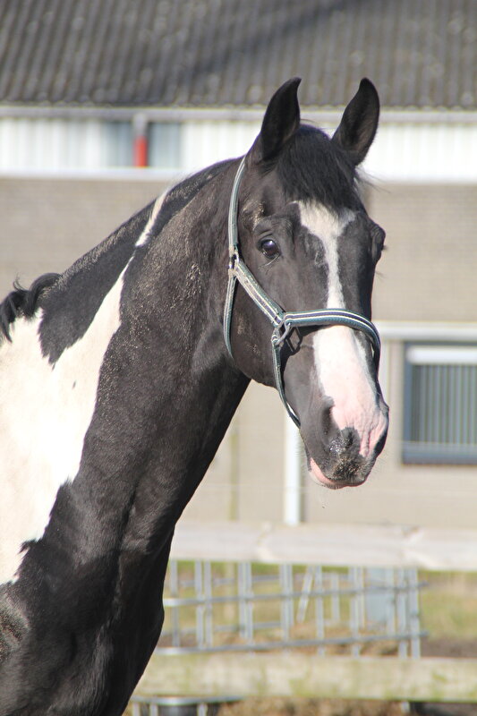 Afbeelding