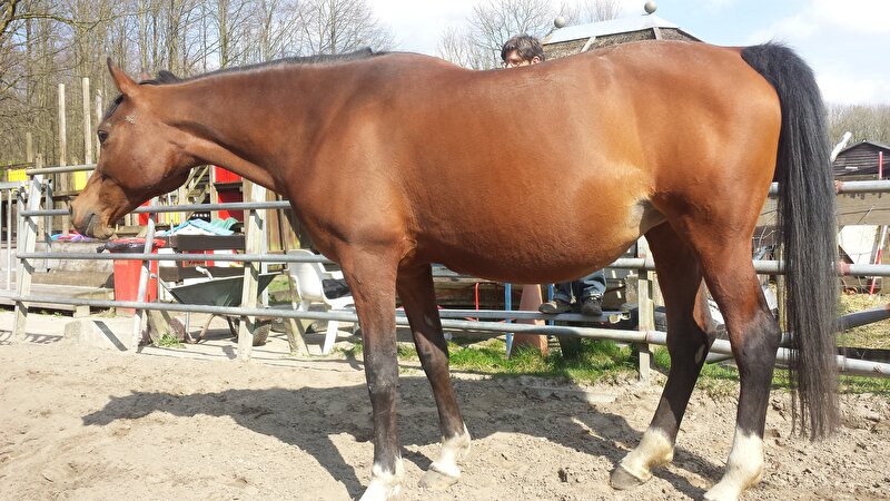 Afbeelding