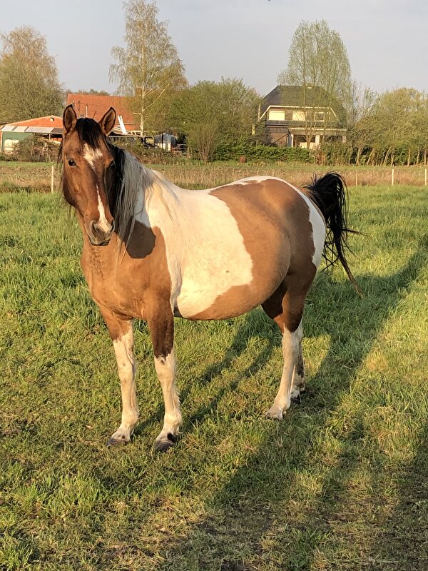 Afbeelding