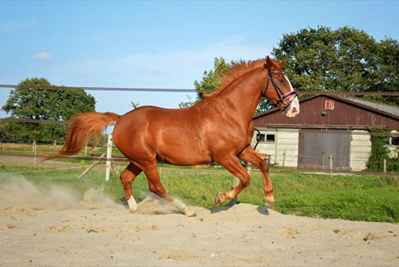 Afbeelding