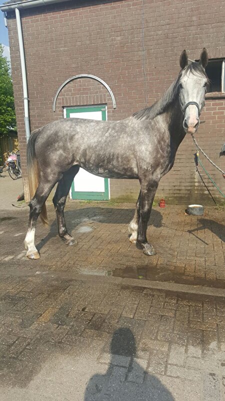 Afbeelding
