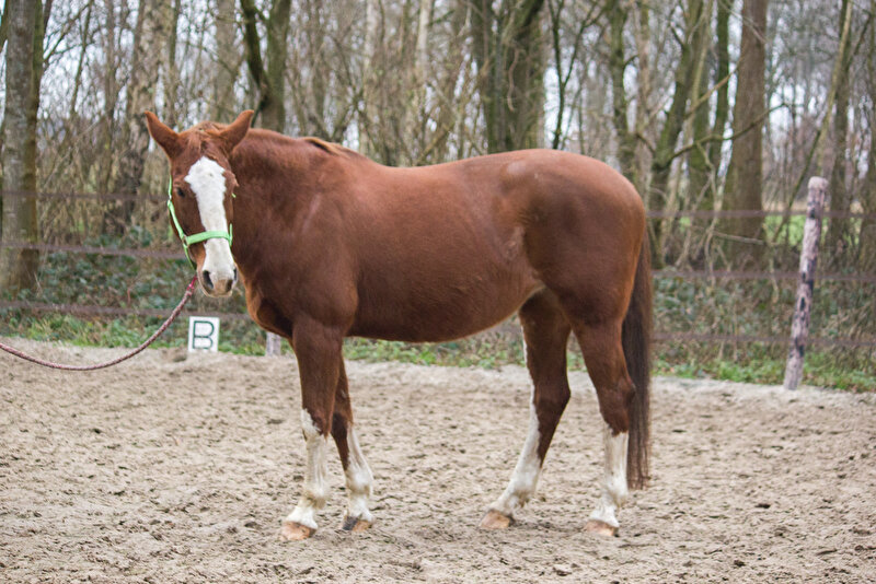 Afbeelding