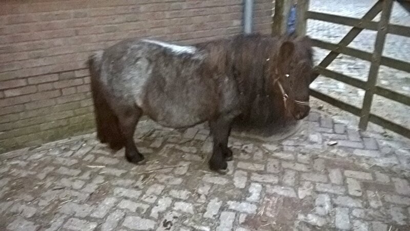 Afbeelding
