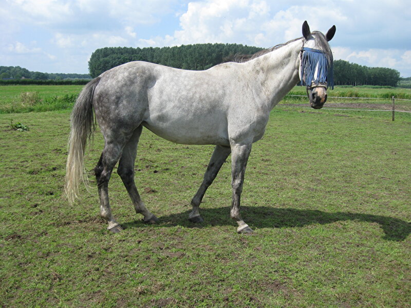 Afbeelding
