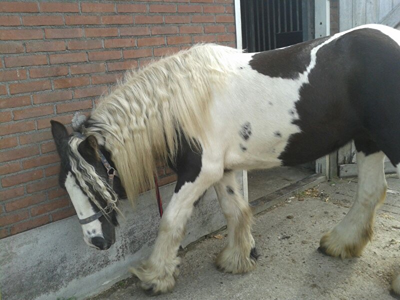 Afbeelding