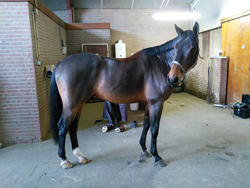 Afbeelding