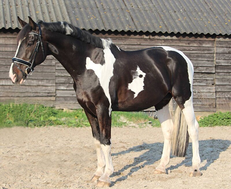 Afbeelding