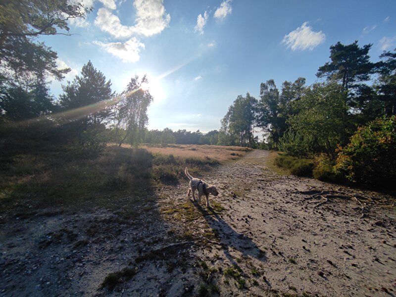 Afbeelding