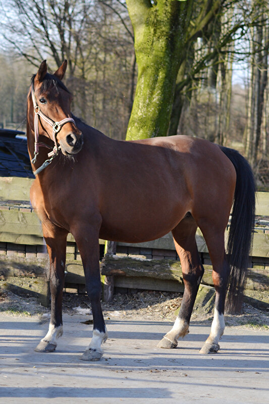 Afbeelding