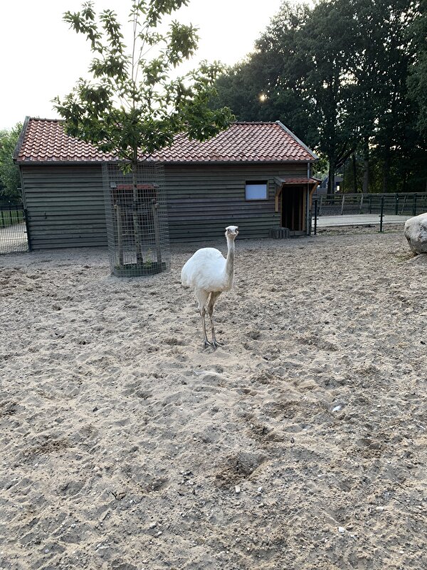 Afbeelding