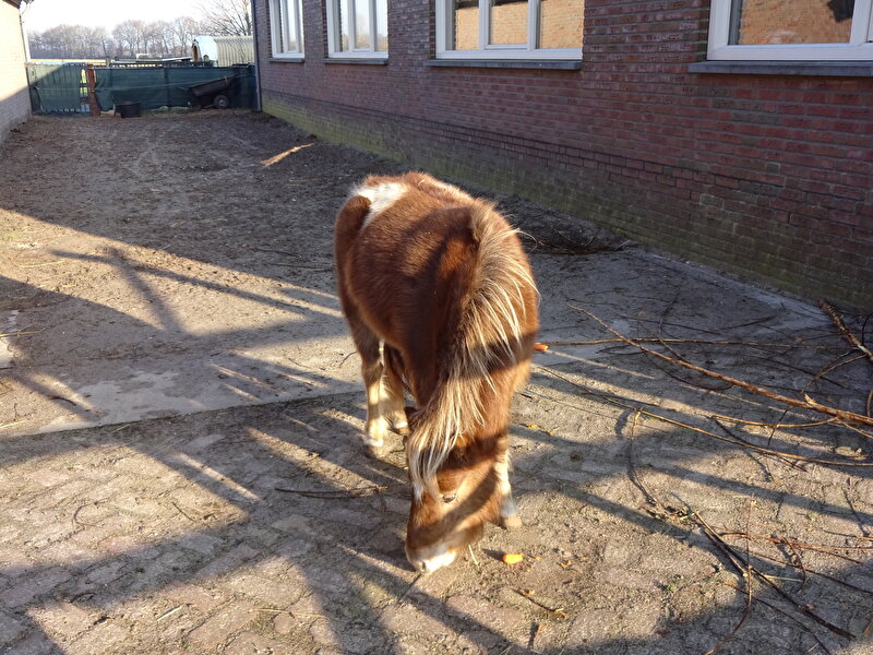 Afbeelding