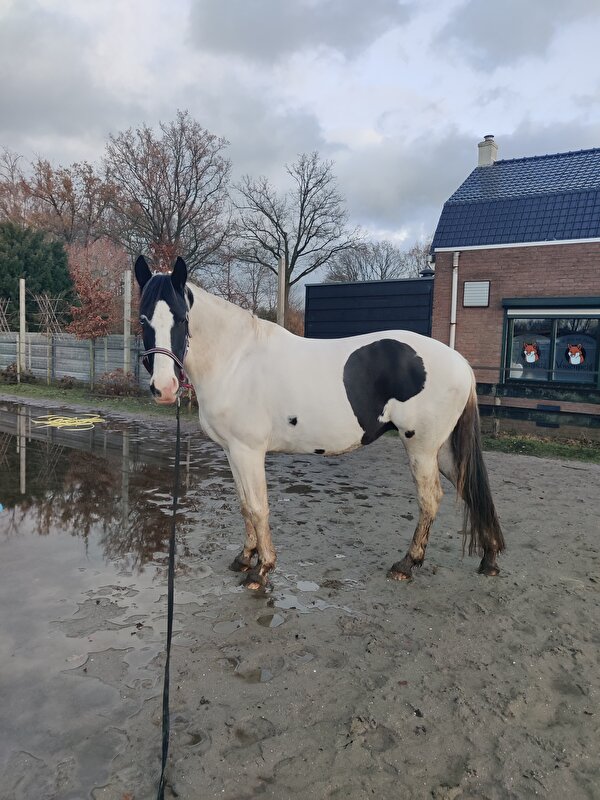 Afbeelding