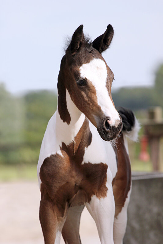 Afbeelding